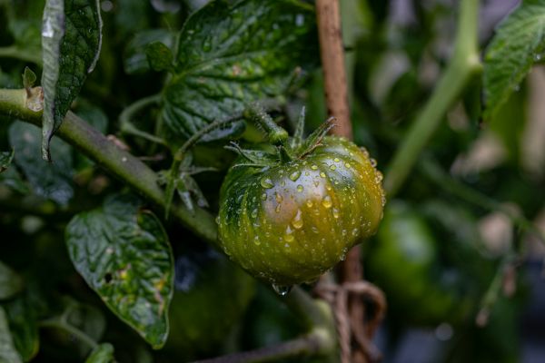 Top stratégies pour maîtriser le mildiou des tomates